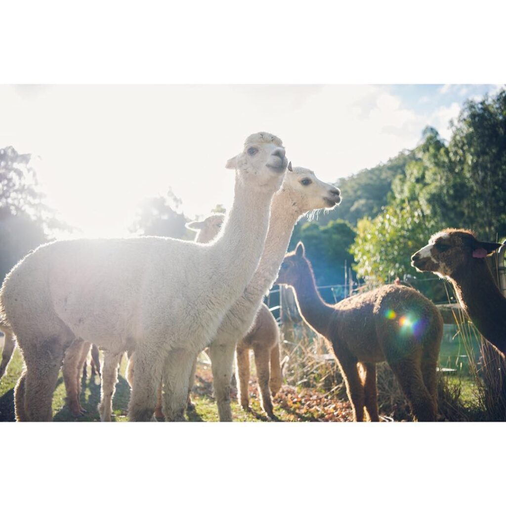 Sunshine coast wedding photographer brisbane wedding photographer
